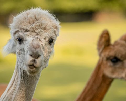 Alpakas kann man im Tierpark bestaunen